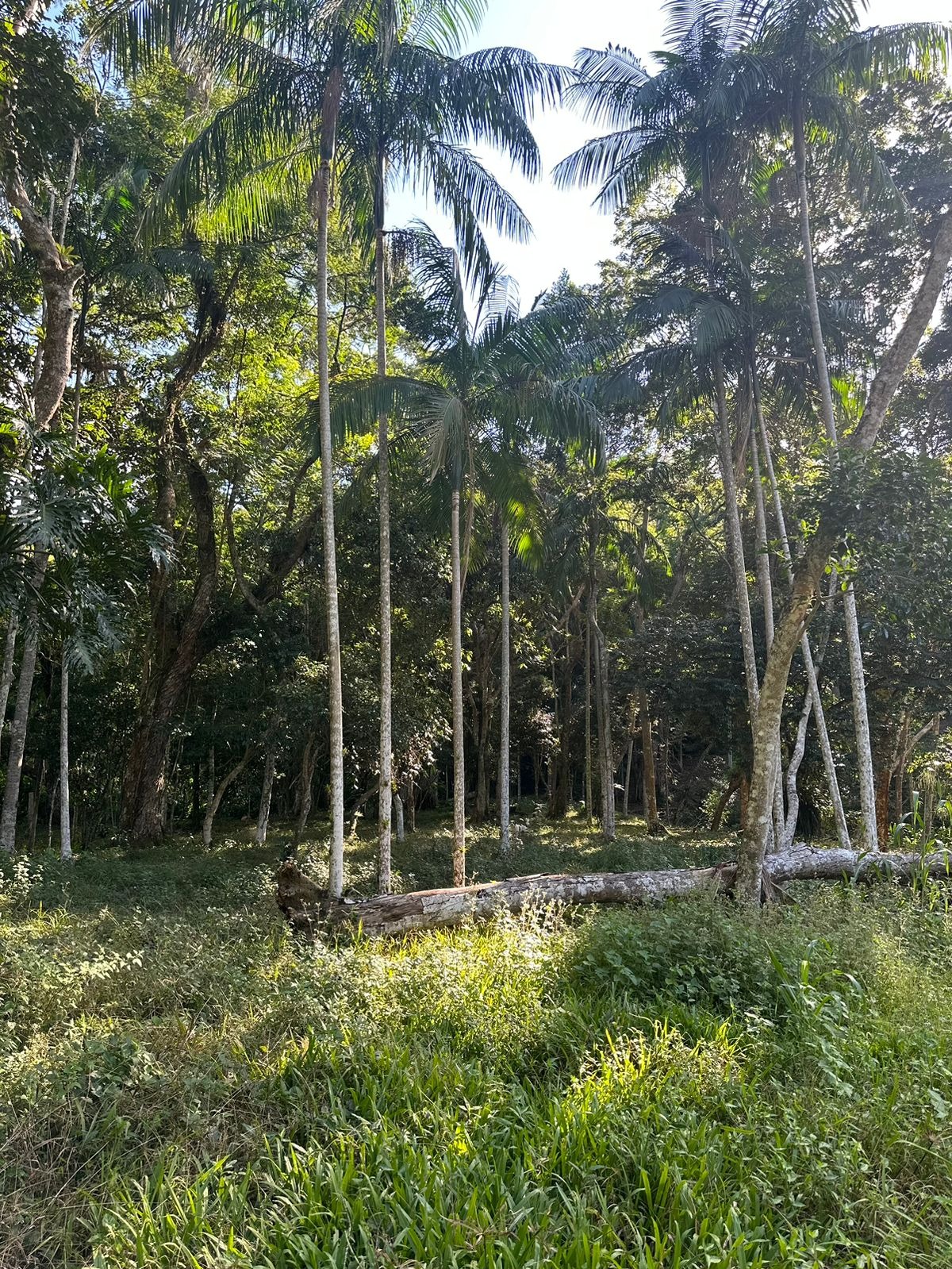 Terreno à venda, 5000m² - Foto 9