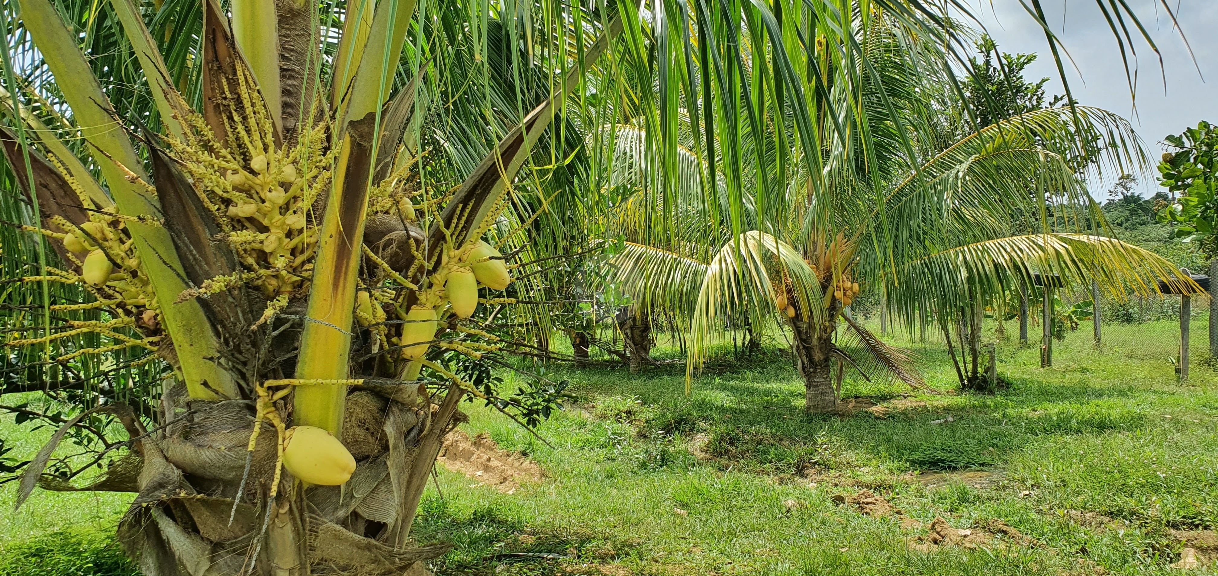 Fazenda à venda, 250000m² - Foto 14