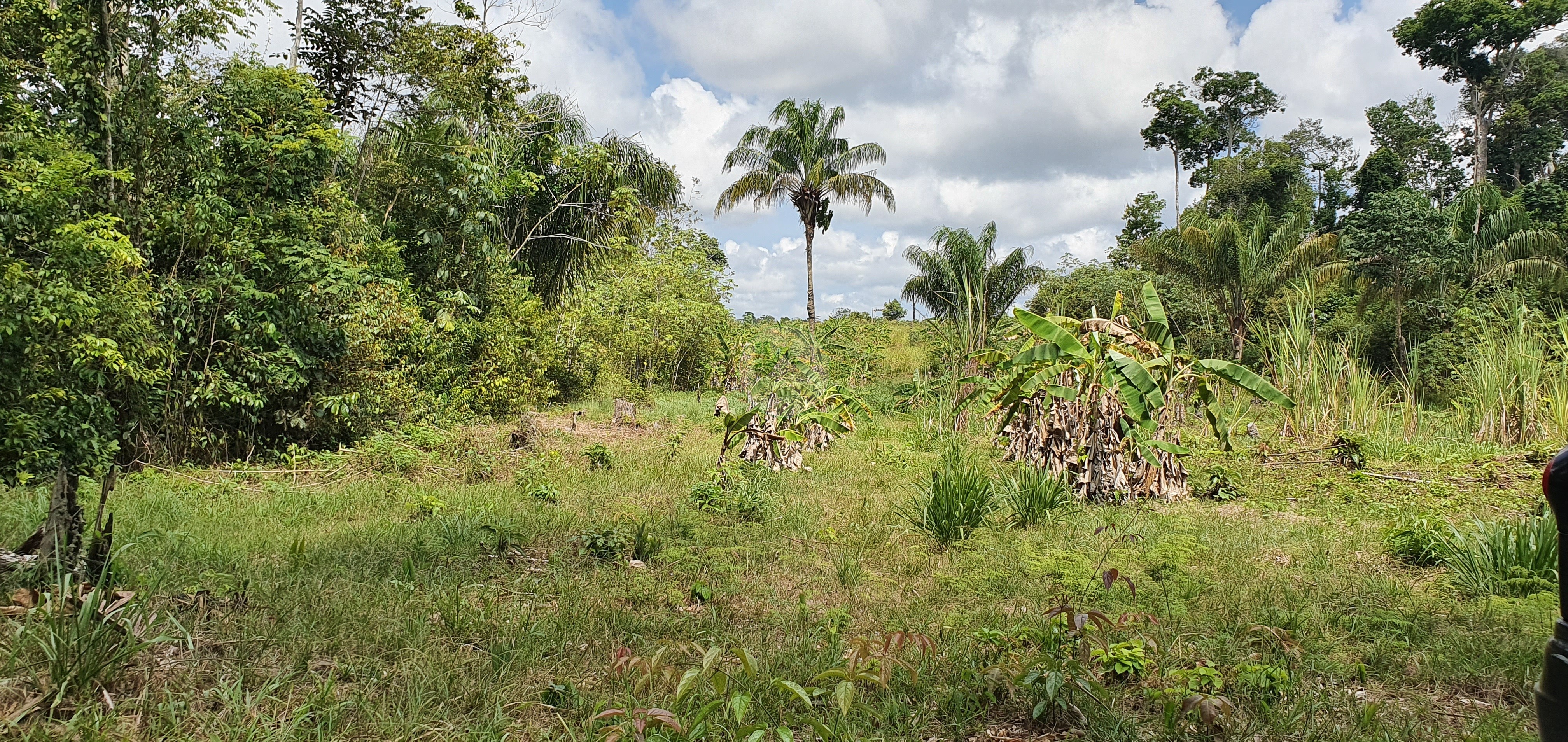 Fazenda à venda, 250000m² - Foto 11