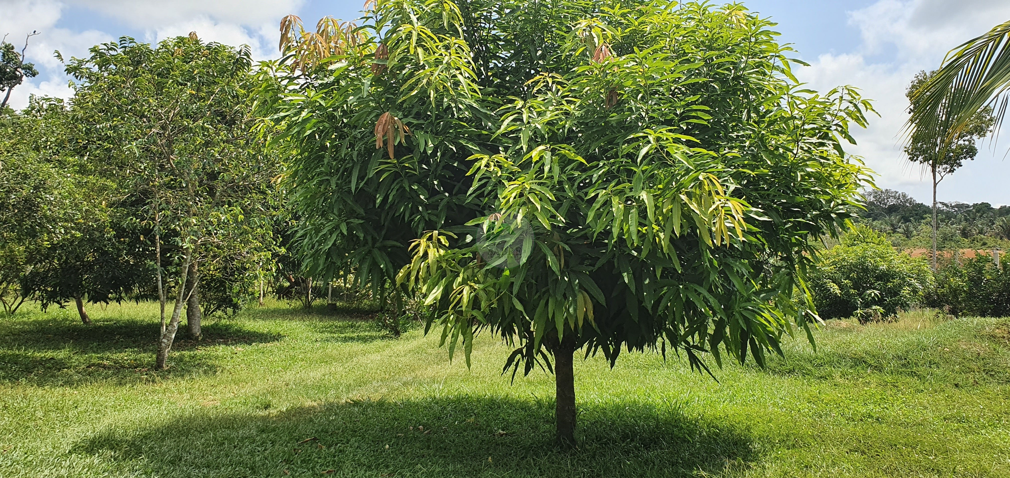 Fazenda à venda, 250000m² - Foto 4