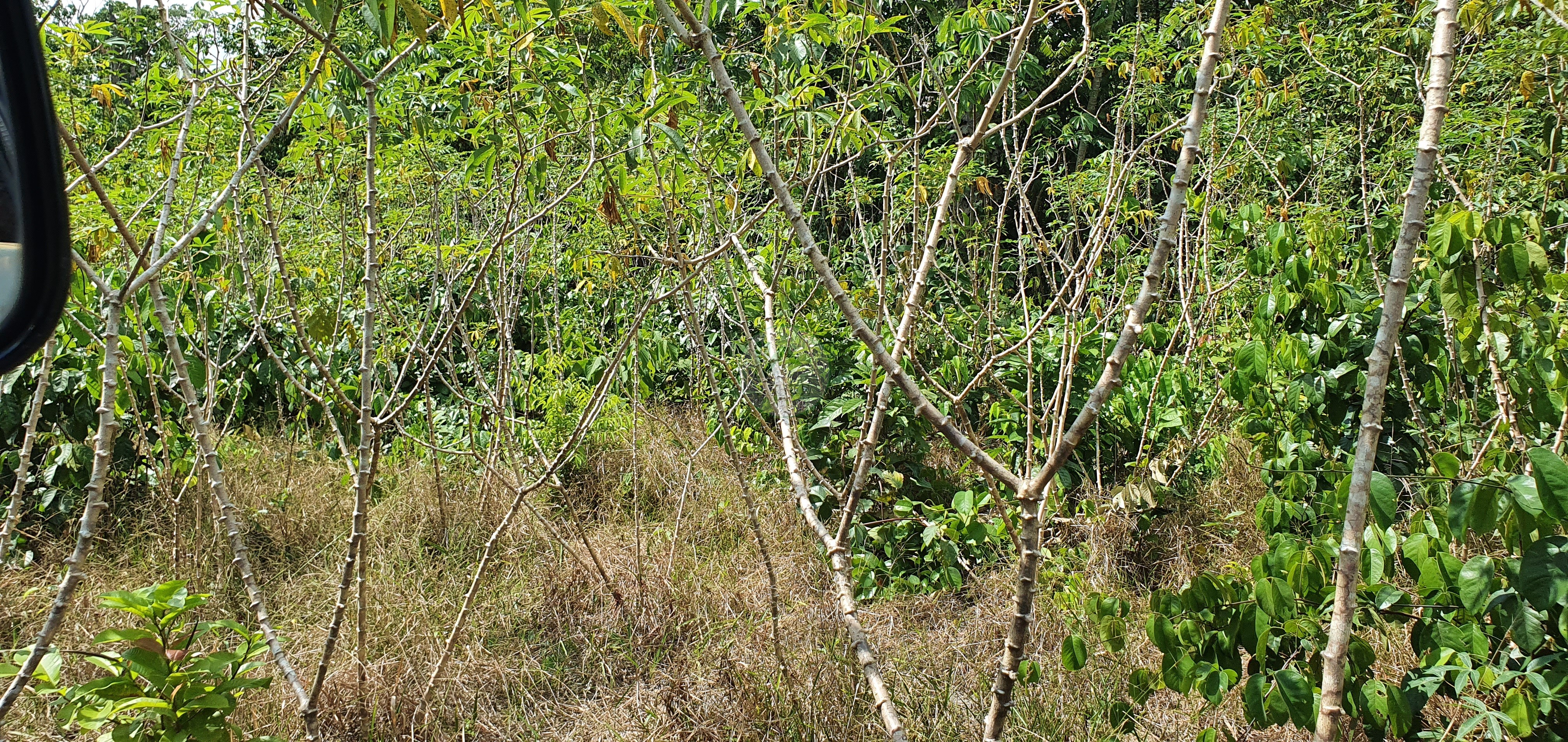 Fazenda à venda, 250000m² - Foto 8