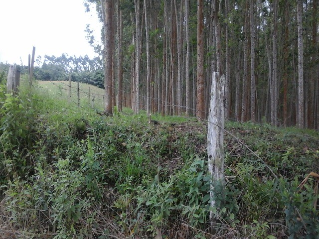 Fazenda à venda com 2 quartos, 10m² - Foto 15