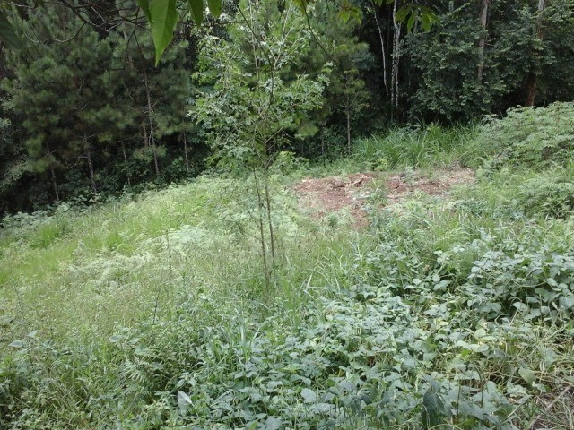 Fazenda à venda com 3 quartos, 2m² - Foto 16