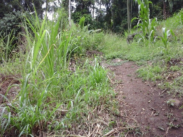 Fazenda à venda com 3 quartos, 2m² - Foto 18