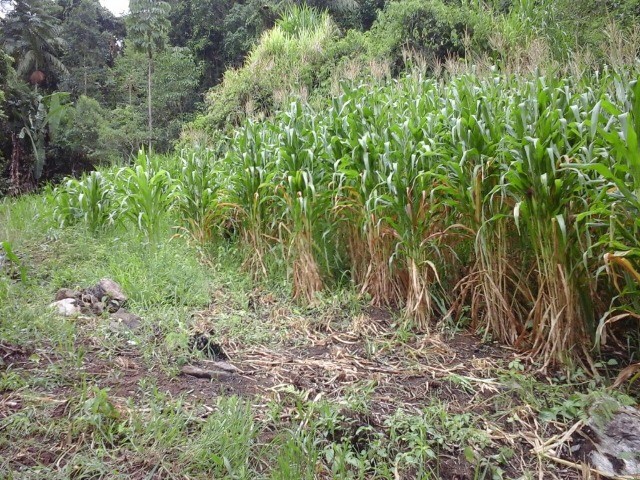 Fazenda à venda com 3 quartos, 2m² - Foto 19