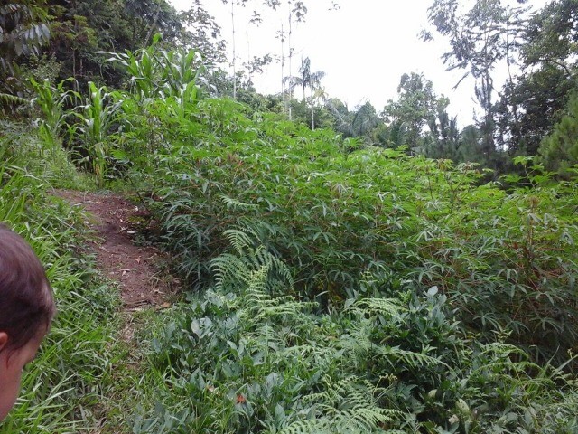 Fazenda à venda com 3 quartos, 2m² - Foto 21