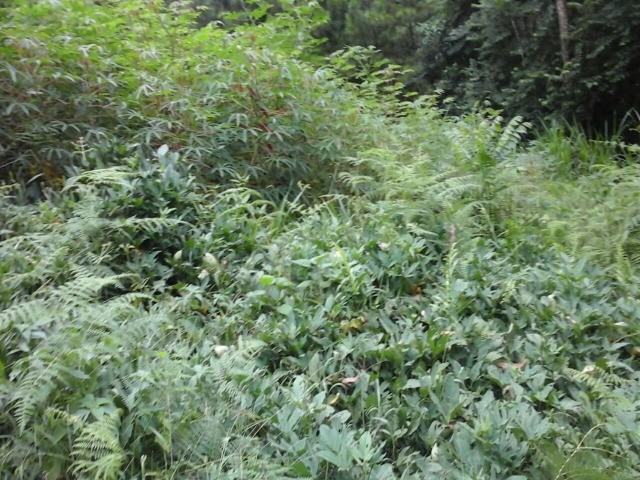 Fazenda à venda com 3 quartos, 2m² - Foto 22