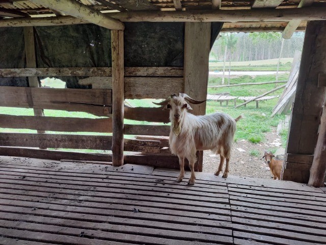 Chácara à venda com 6 quartos, 400m² - Foto 12