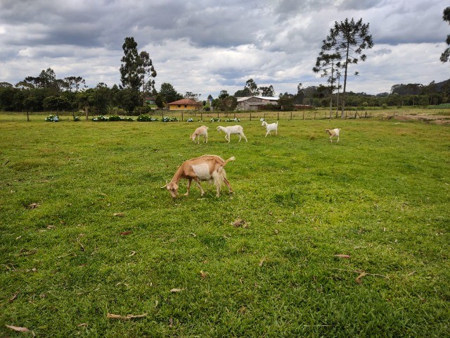 Chácara à venda com 6 quartos, 400m² - Foto 32