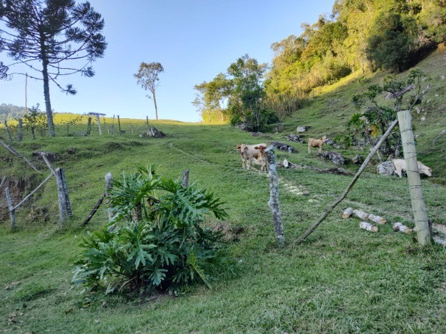 Fazenda à venda com 3 quartos, 14m² - Foto 6