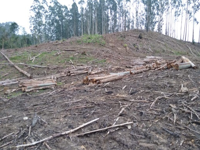 Fazenda à venda com 1 quarto, 12m² - Foto 8