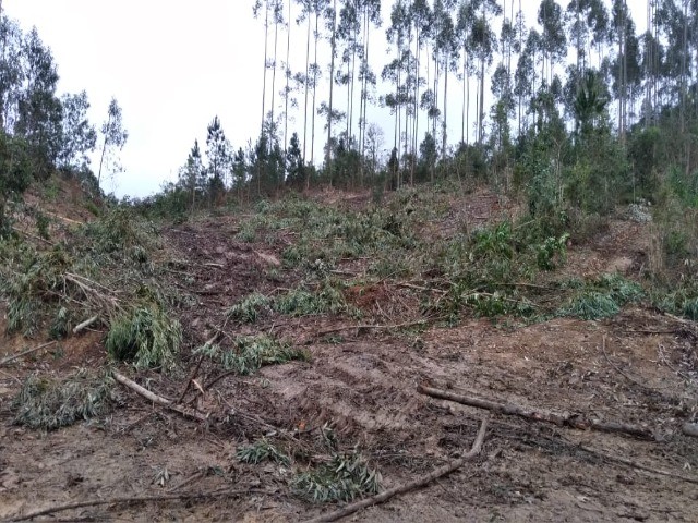 Fazenda à venda com 1 quarto, 12m² - Foto 10