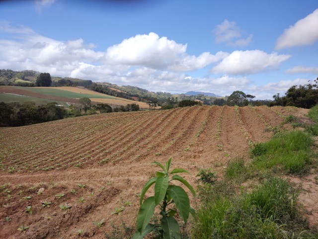 Fazenda à venda com 3 quartos, 7m² - Foto 7