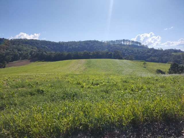 Fazenda-Sítio-Chácara, 6 hectares - Foto 4