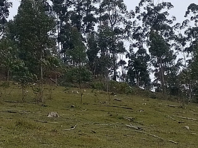 Fazenda à venda com 4 quartos, 45m² - Foto 38