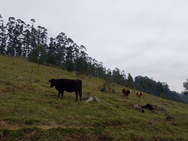 Fazenda à venda com 1 quarto, 22m² - Foto 15