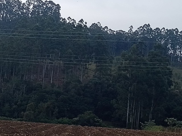 Fazenda à venda com 4 quartos, 45m² - Foto 25