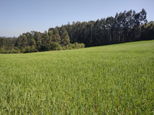 Fazenda à venda com 5 quartos, 12m² - Foto 10