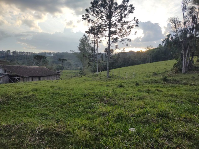 Fazenda à venda com 4 quartos, 4m² - Foto 20