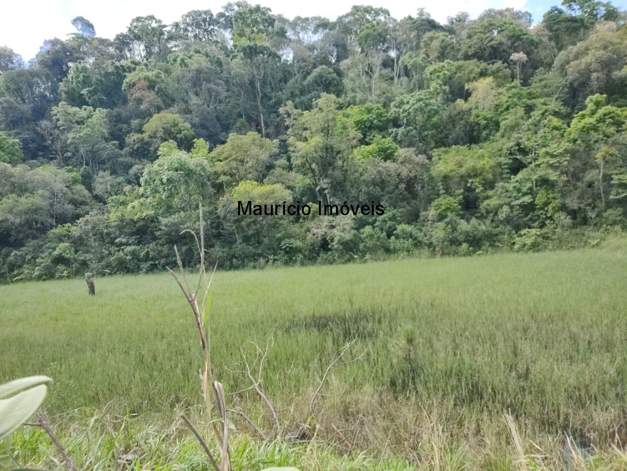 Fazenda à venda com 1 quarto, 5m² - Foto 10