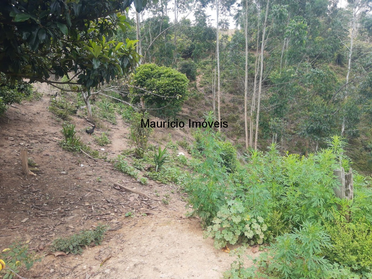 Fazenda à venda com 2 quartos, 18m² - Foto 13