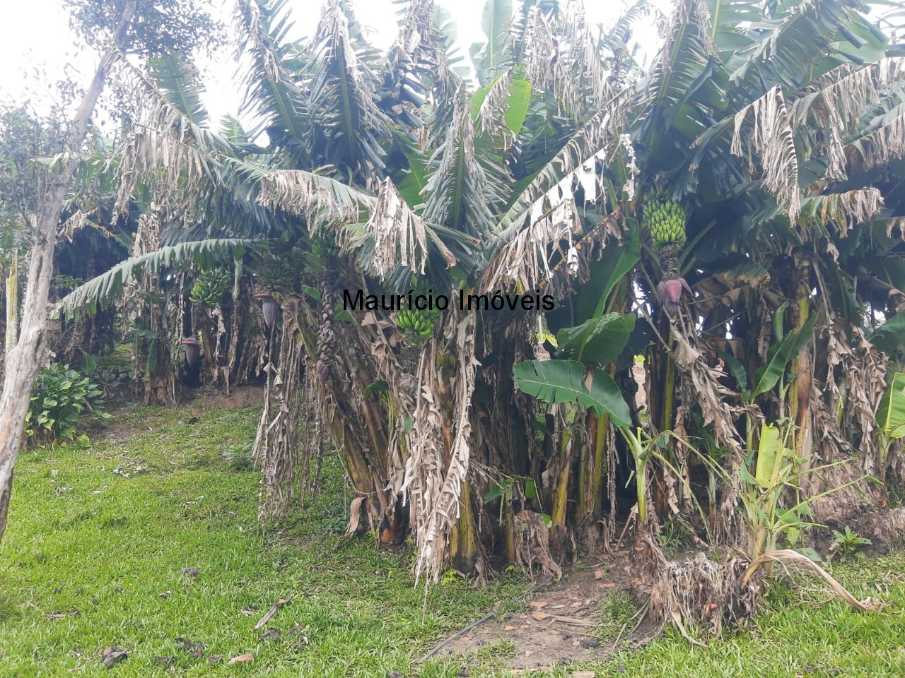 Fazenda à venda com 2 quartos, 18m² - Foto 27