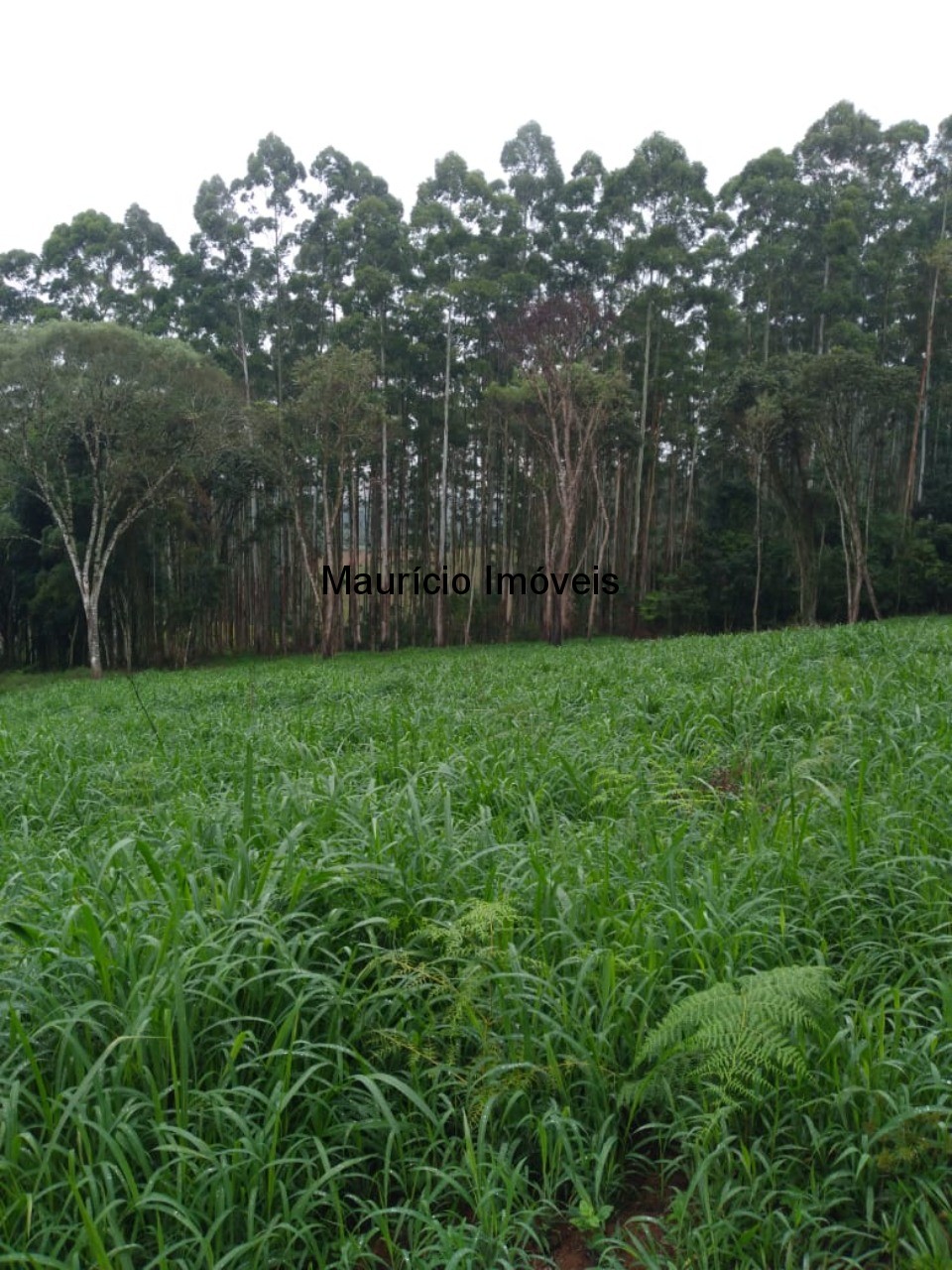 Fazenda à venda com 5 quartos, 50m² - Foto 26