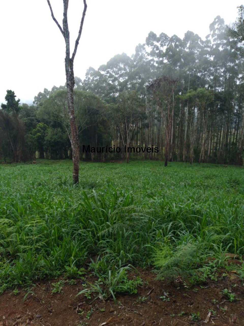 Fazenda à venda com 5 quartos, 50m² - Foto 30