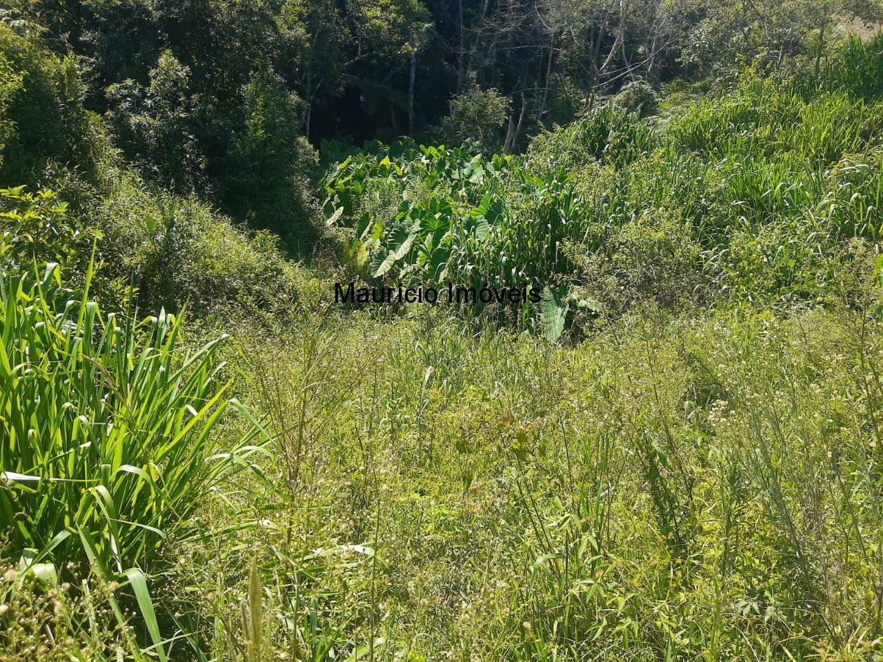 Fazenda à venda com 2 quartos, 11m² - Foto 6