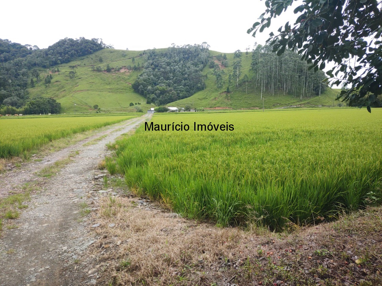 Fazenda à venda com 5 quartos, 11m² - Foto 9