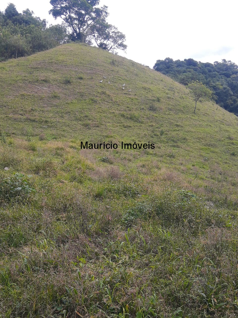 Fazenda à venda com 1 quarto, 23m² - Foto 6