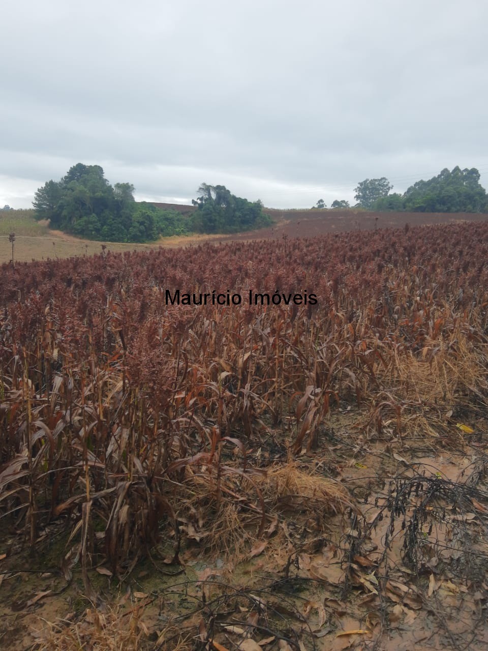 Fazenda à venda com 1 quarto, 5m² - Foto 6