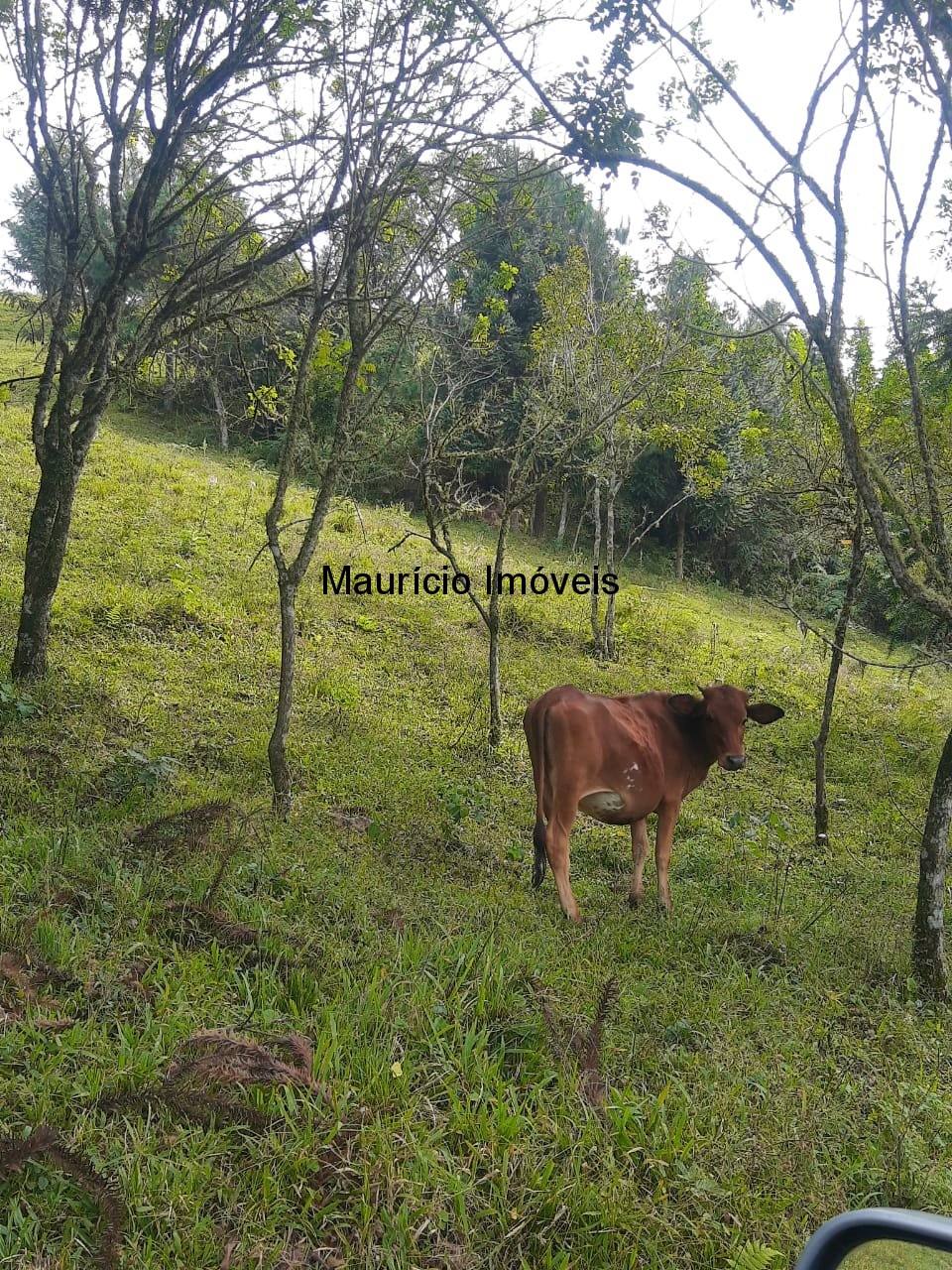 Fazenda à venda com 1 quarto, 23m² - Foto 9