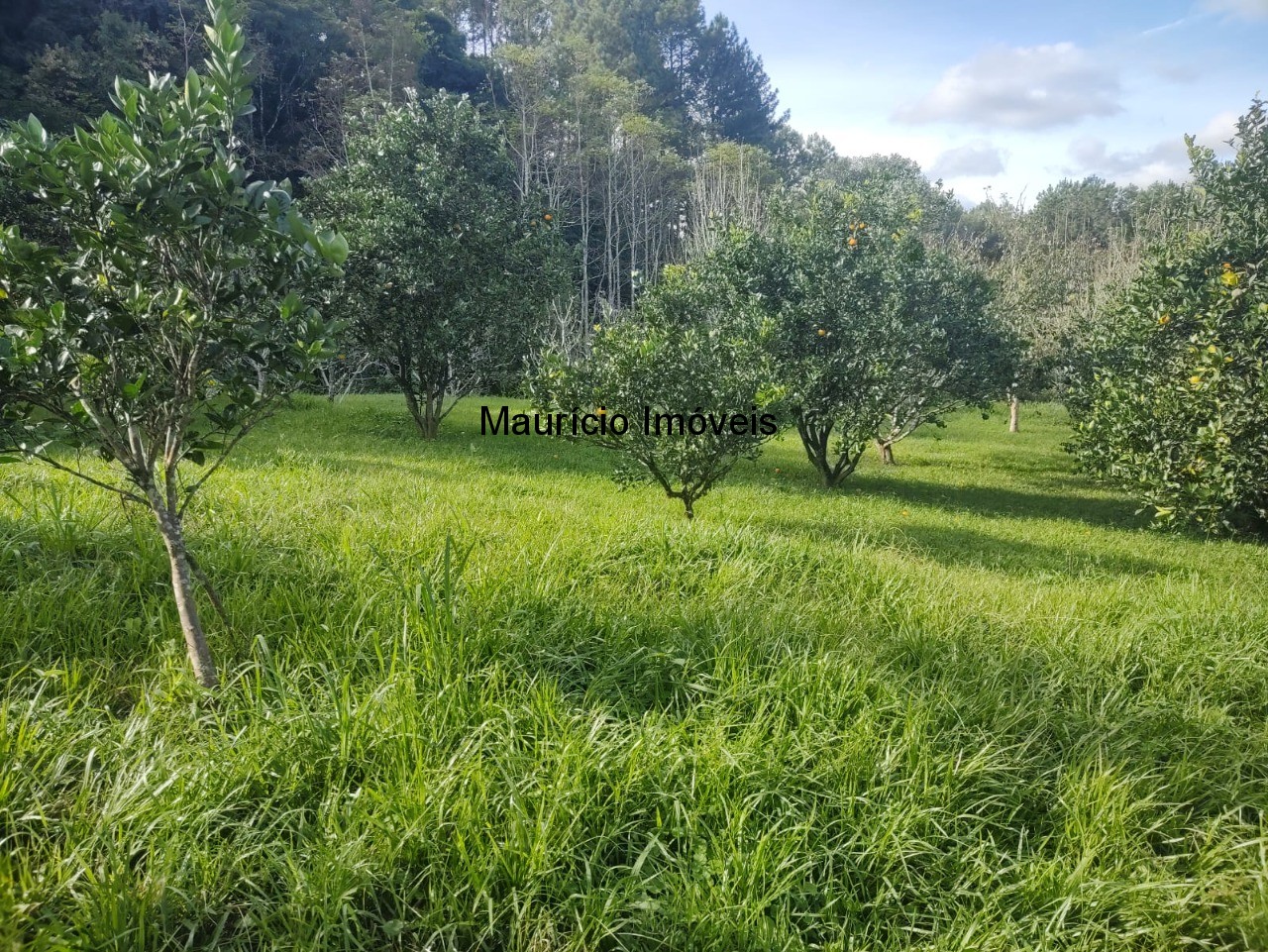 Fazenda à venda com 2 quartos, 18m² - Foto 39