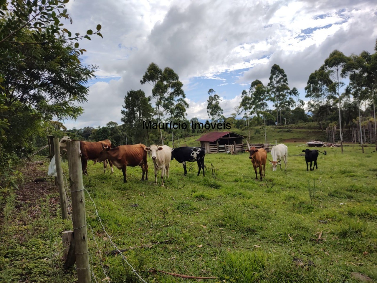 Fazenda à venda com 1 quarto, 4m² - Foto 16