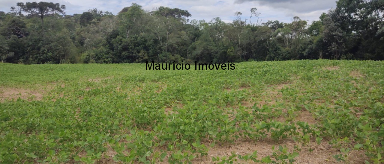 Fazenda à venda com 1 quarto, 31m² - Foto 7