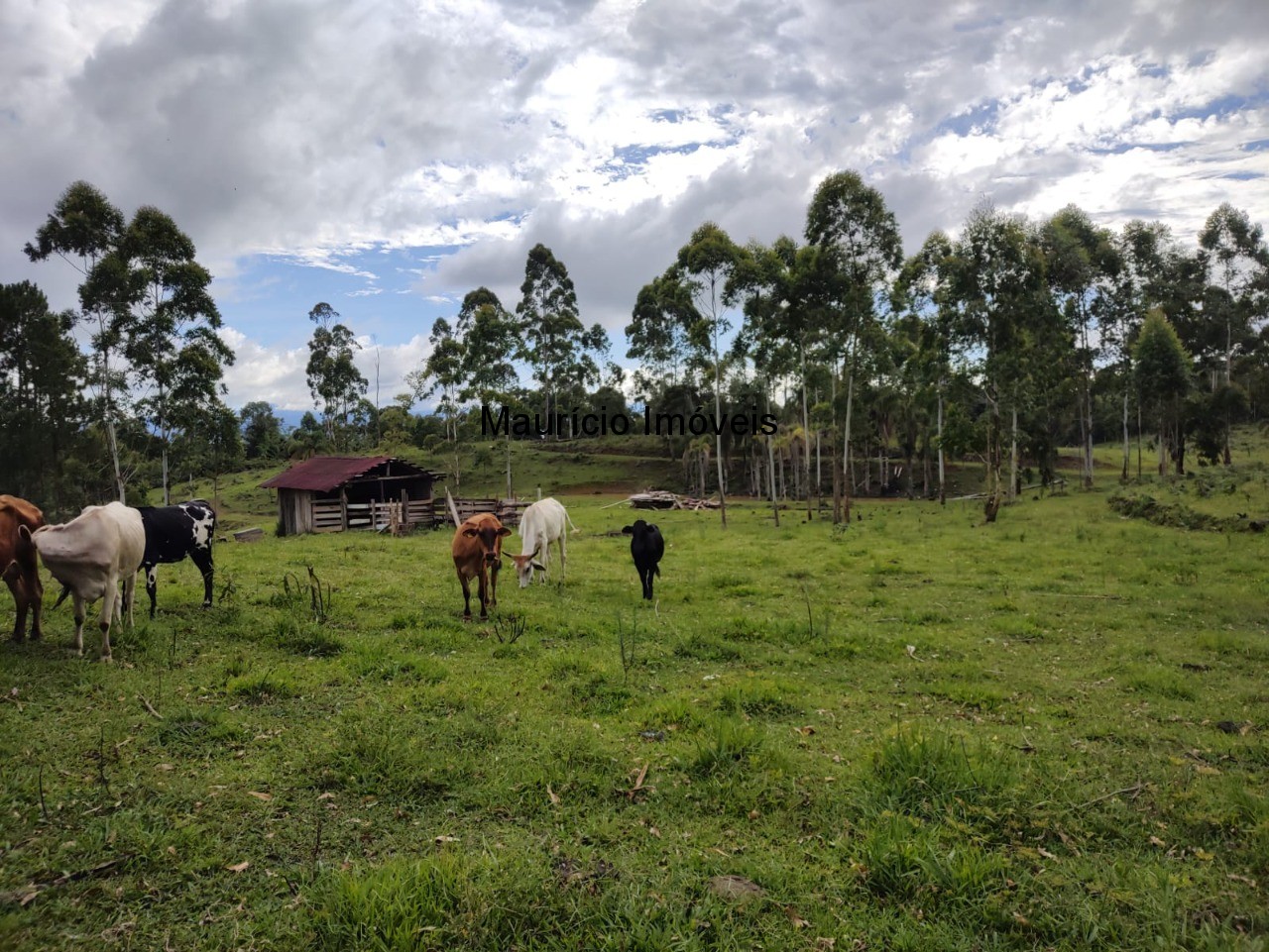 Fazenda à venda com 1 quarto, 4m² - Foto 15