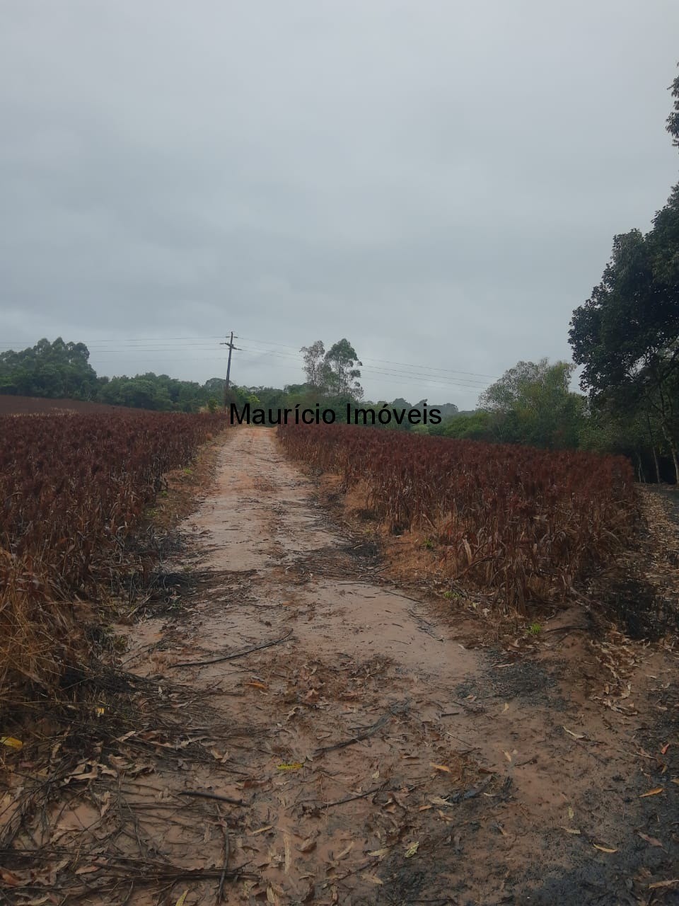 Fazenda à venda com 1 quarto, 5m² - Foto 5