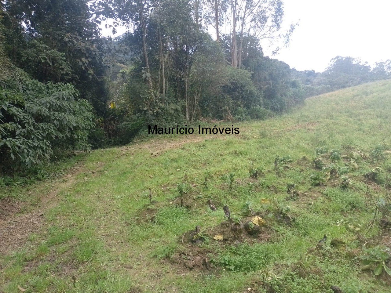 Fazenda à venda com 4 quartos, 20m² - Foto 55