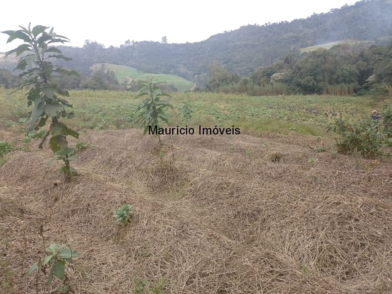 Fazenda à venda com 4 quartos, 20m² - Foto 83