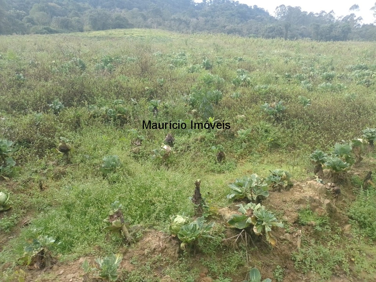 Fazenda à venda com 4 quartos, 20m² - Foto 59