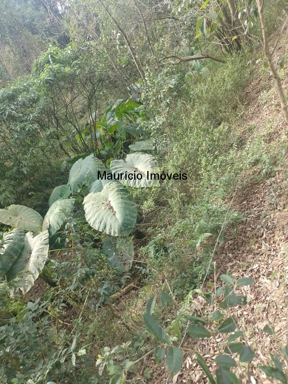 Fazenda à venda com 4 quartos, 20m² - Foto 64