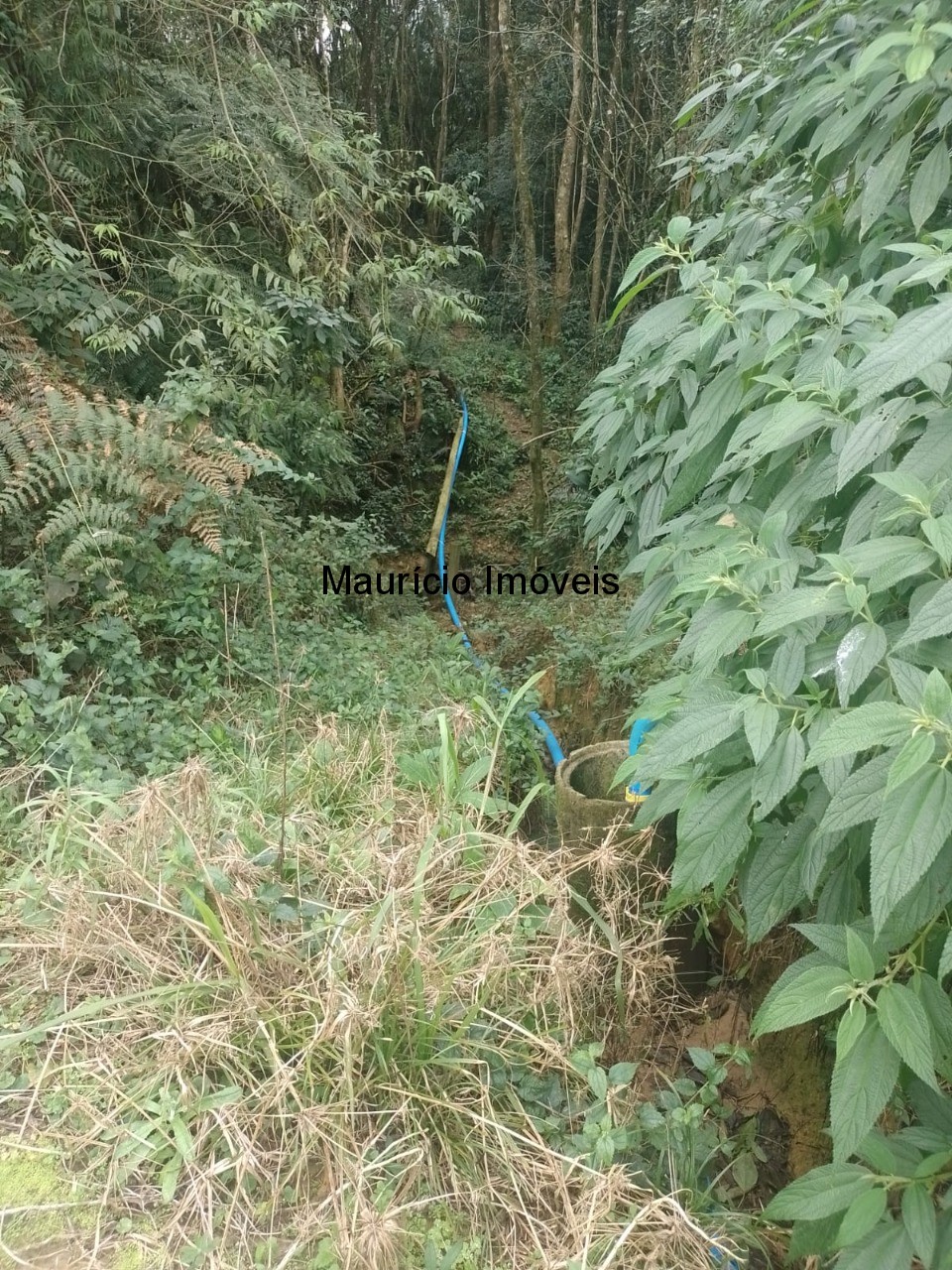 Fazenda à venda com 4 quartos, 20m² - Foto 56