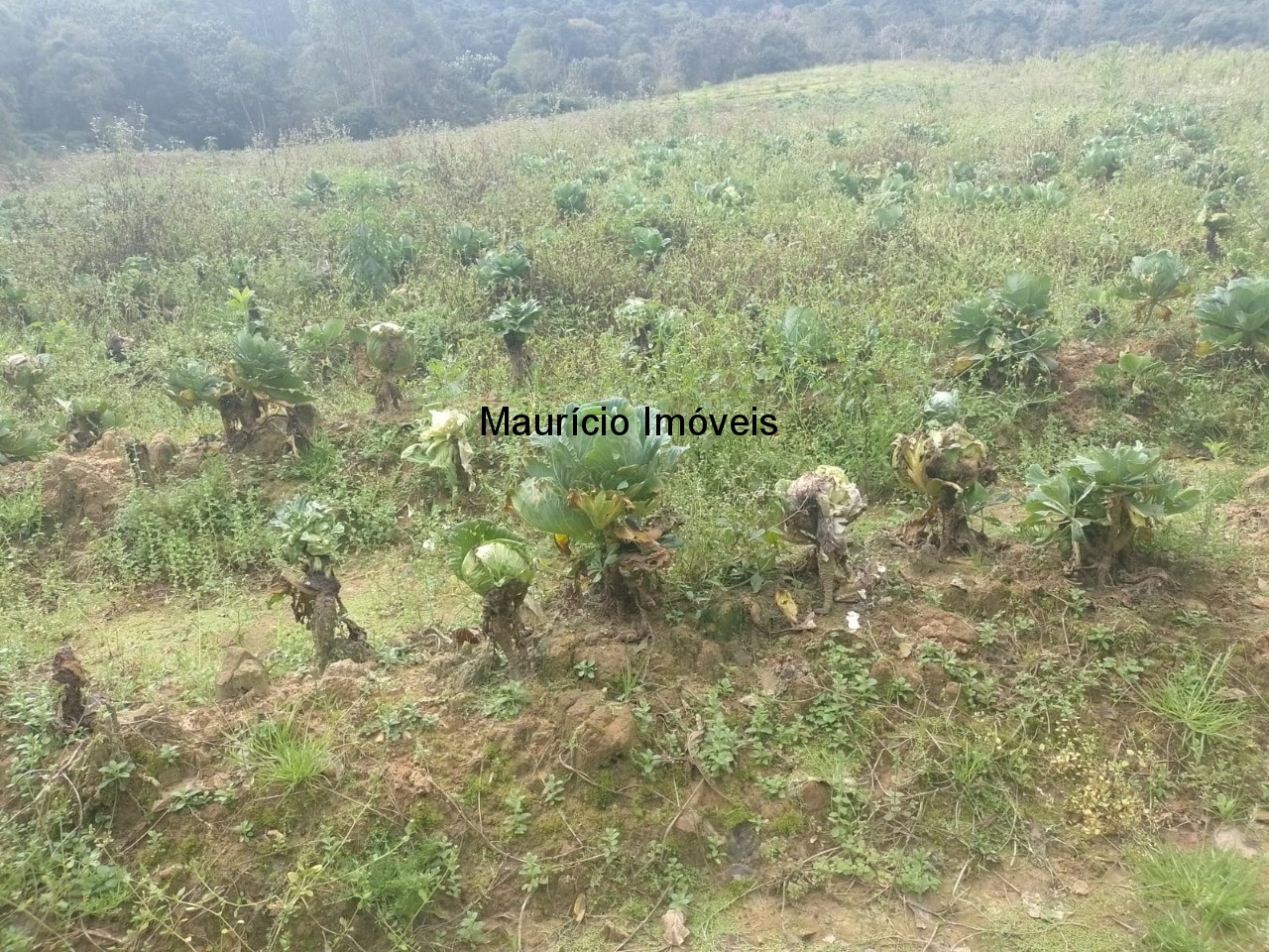 Fazenda à venda com 4 quartos, 20m² - Foto 86