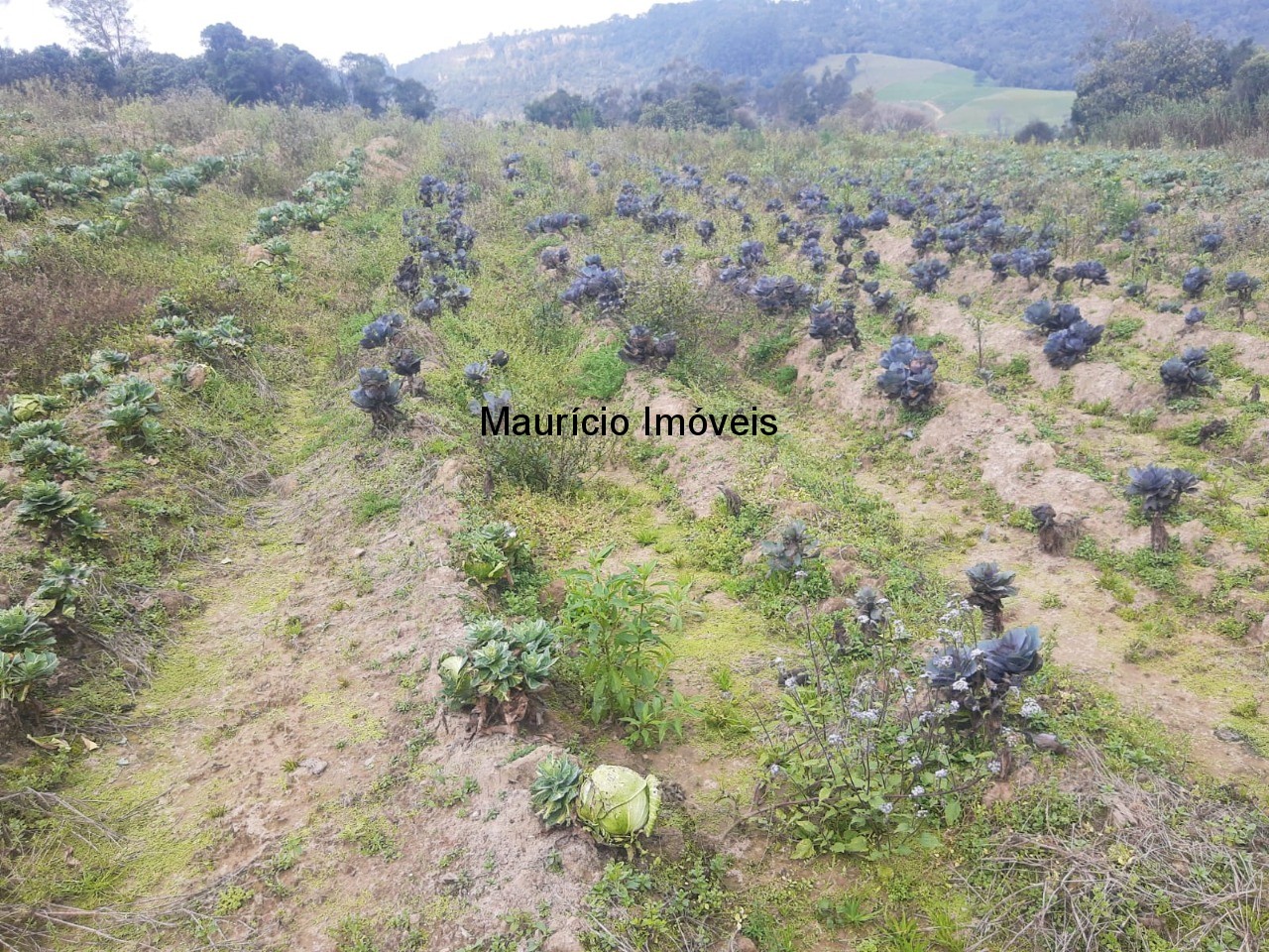 Fazenda à venda com 4 quartos, 20m² - Foto 37