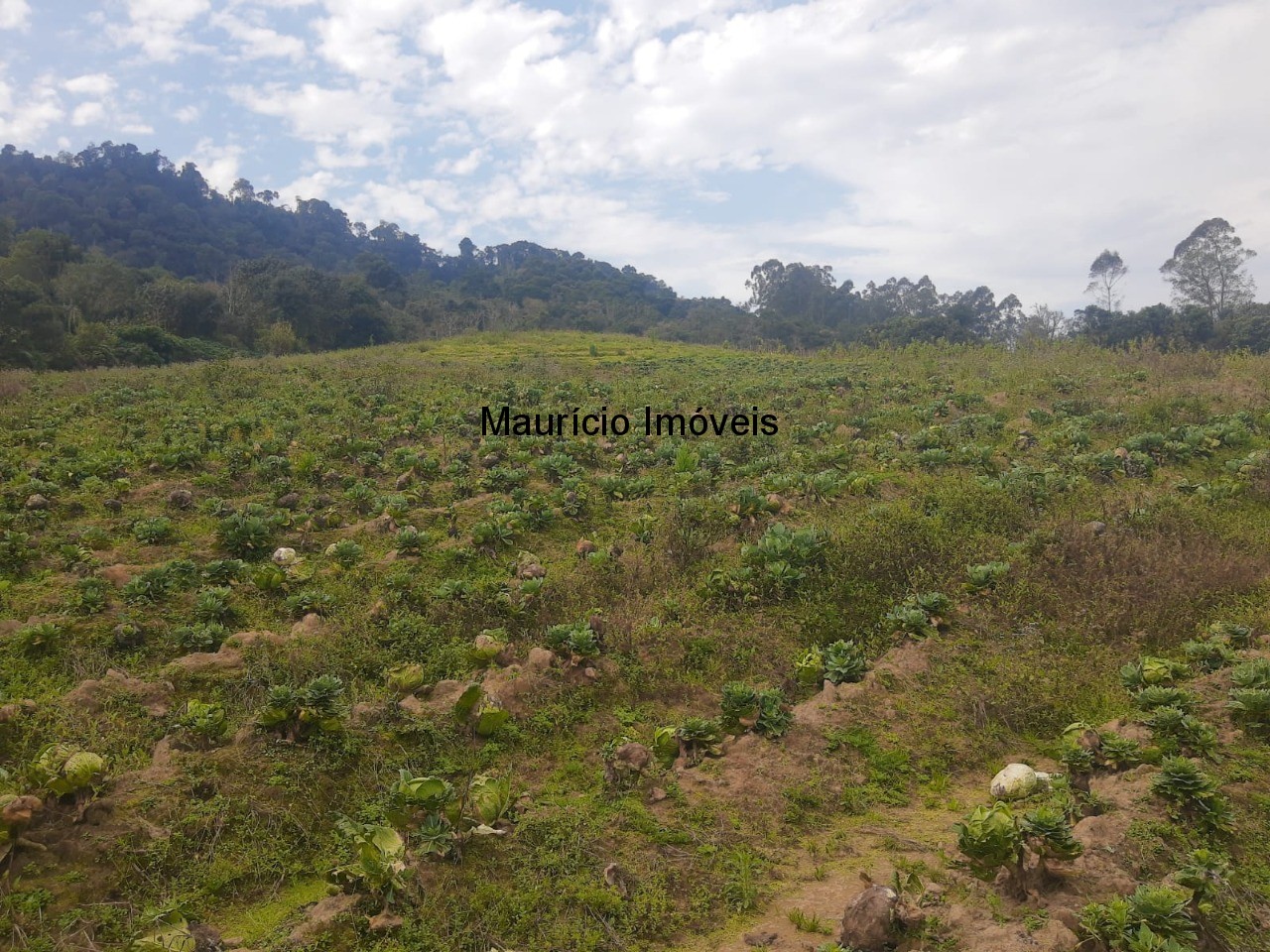 Fazenda à venda com 4 quartos, 20m² - Foto 40