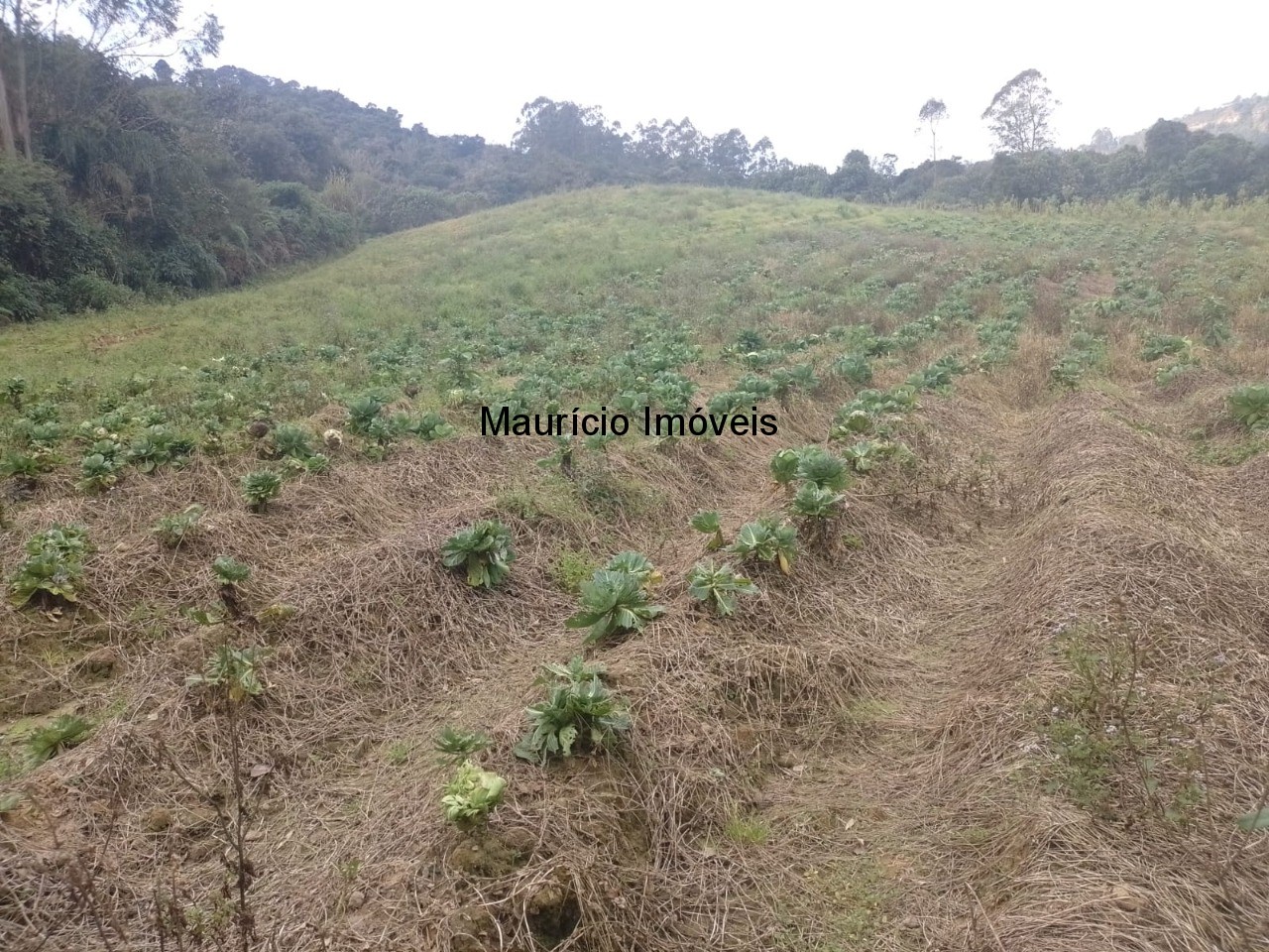 Fazenda à venda com 4 quartos, 20m² - Foto 57