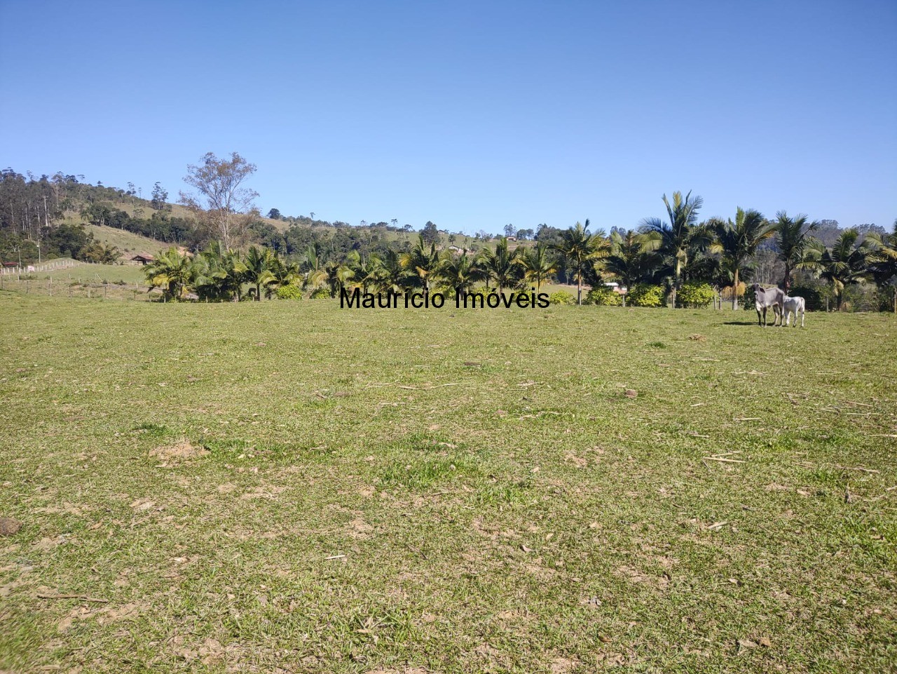 Chácara à venda com 3 quartos, 20000m² - Foto 32