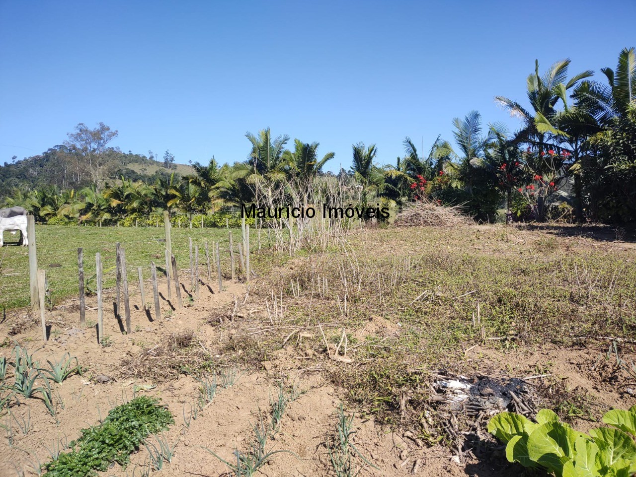 Chácara à venda com 3 quartos, 20000m² - Foto 33