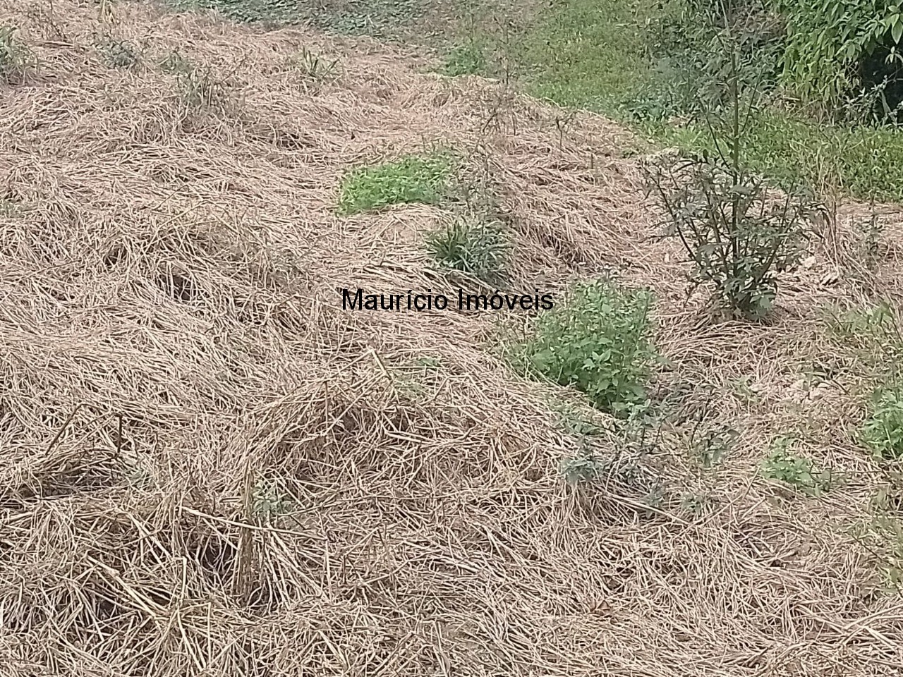 Fazenda à venda com 4 quartos, 20m² - Foto 51